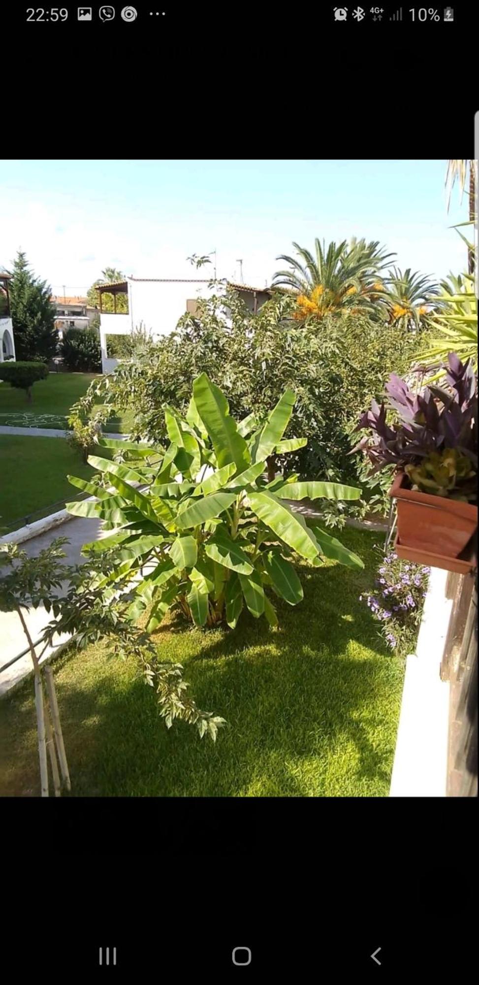 Διαμέρισμα Theo In The Palm Trees *