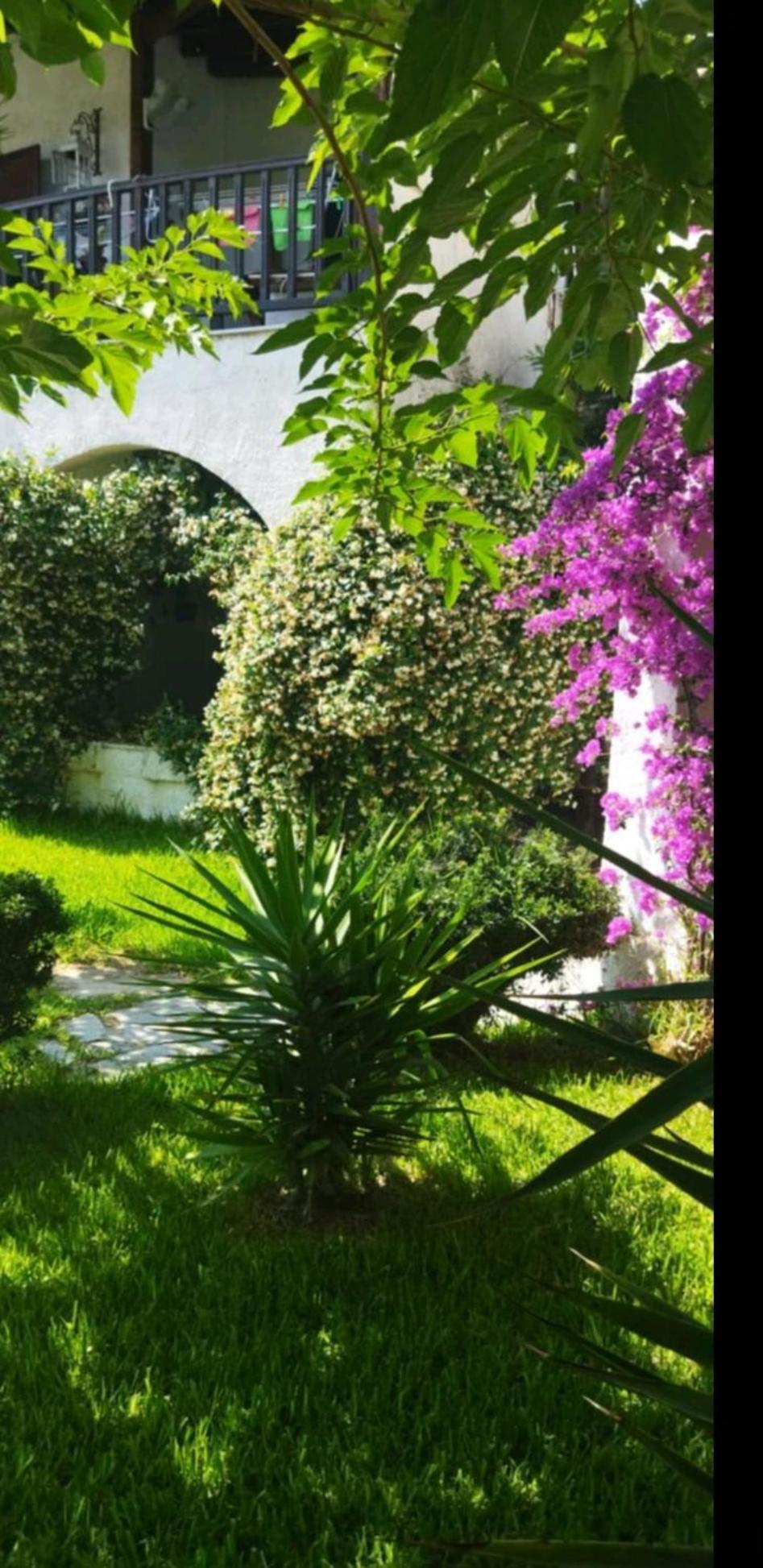 Theo In The Palm Trees * Σκάλα Φούρκας